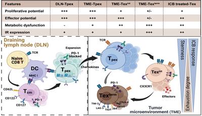 Hierarchical transcriptional network governing heterogeneous T cell exhaustion and its implications for immune checkpoint blockade